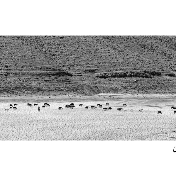 Fahimeh-Hosseini-Zahraei-(1)