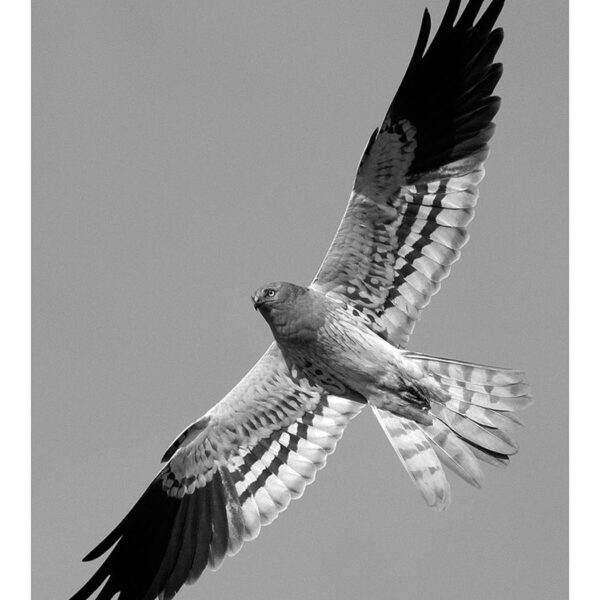 Omid-Yekkeh-Fallah-(1)