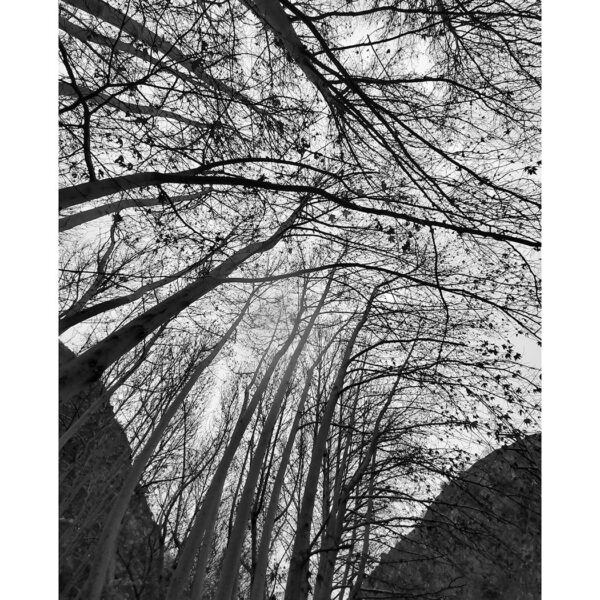 Reyhaneh-Roshandel-(1)