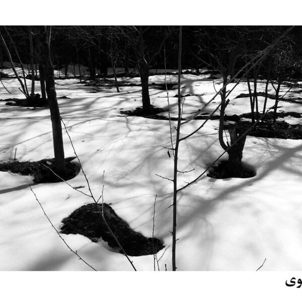 Seyyed-Farid-Mousavi-(1)