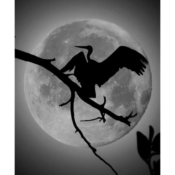 Seyyed-Majid-Hosseini-(1)